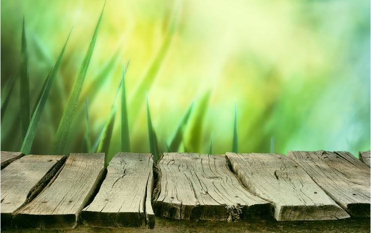 Photo of pier and tall green grass.