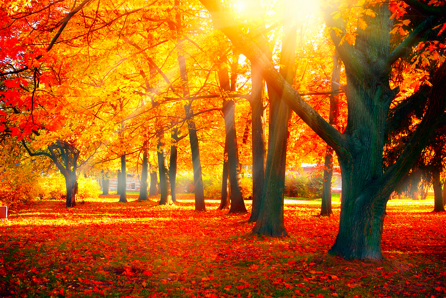 Beautiful autum fall scene