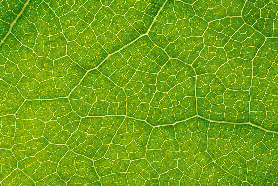 Green leaf close-up texture
